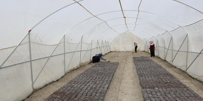 Yozgat'ta 6 çeşit yerli patates tohumu ekildi