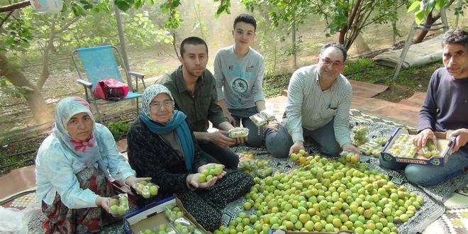 Mersin'de kayısı hasadı başladı