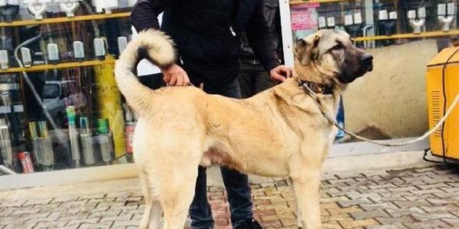 Kayıp Kangal köpeklerini bulana para ödülü verecek