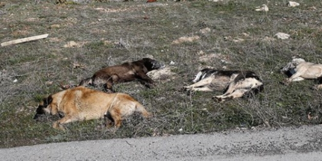 Başkentte köpek ölüleri bulundu