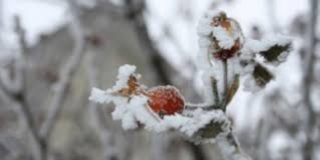 Meteorolojiden 4 il için 'zirai don' uyarısı