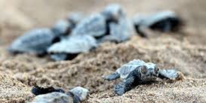 Caretta caretta'ların yumurta bırakacağı plajda temizlik