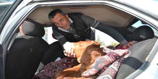 Hasta buzağısını otomobili ile taşıdı
