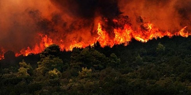 Muğla'da orman yangını