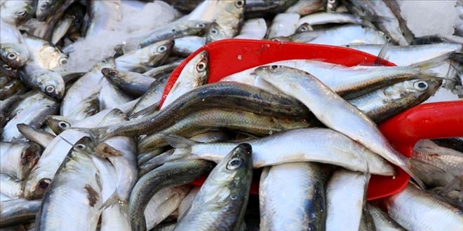 Balıkçılar hamsi ve istavritte umduğunu bulamadı