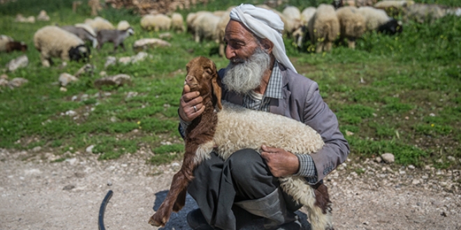 5 bin lira aylığa çoban bulamıyorlar