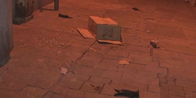 İzmir'de ölü 4 kedi bulundu