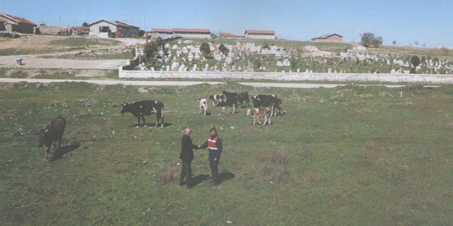 Kaybolan bykba hayvanlar drone ile bulundu