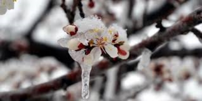 Meteorolojiden 'zirai don' uyarısı