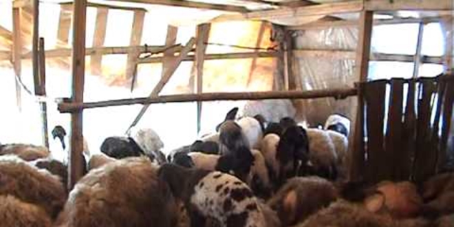 Hakkari'de kurtlar ahırdaki koyunlara saldırdı