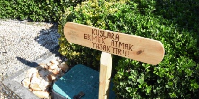 'Kuşlara kesinlikle ekmek vermeyin'