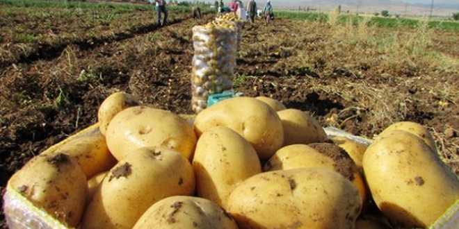 Üretici, patates ekimine yöneldi