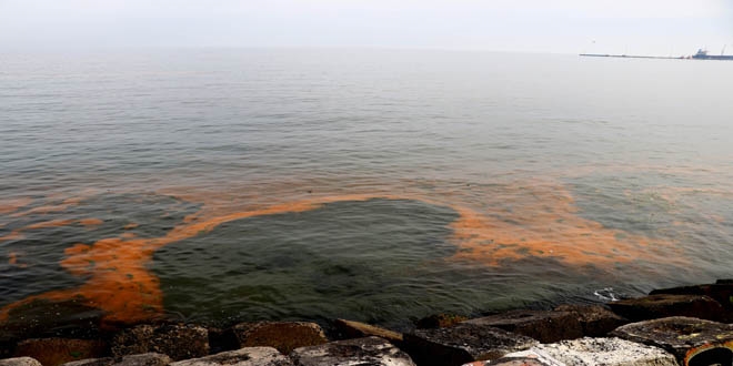 Planktonlarn oalmasyla Marmara Denizi turuncuya brnd