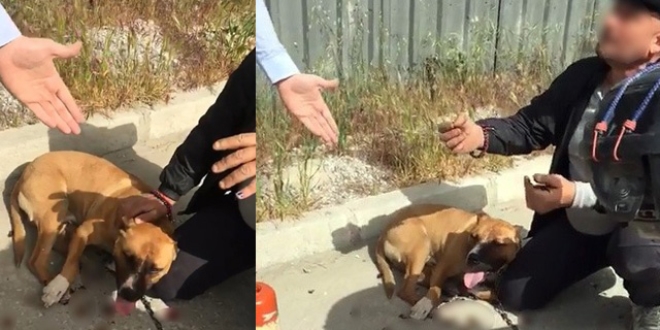 Köpeğini sürükledi, tepki görünce 'o benim aşkım' dedi