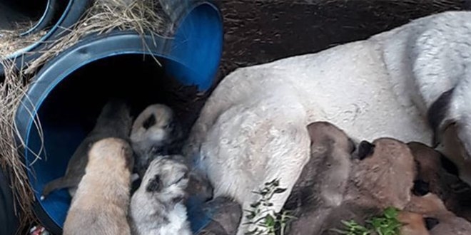 Erdek'te zehirli et verilen köpek ile 3 yavrusu ve 3 kedi öldü