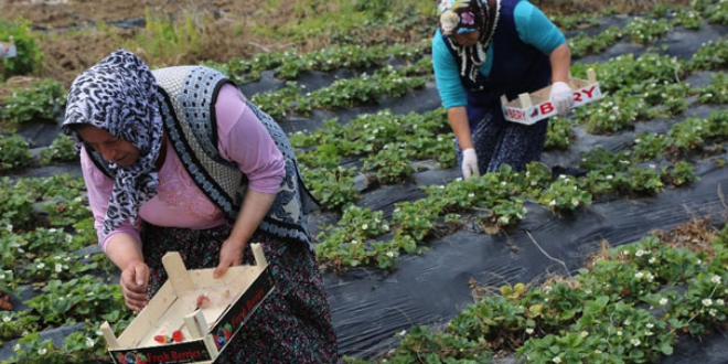 Karadeniz'de çilek hasadına başlandı