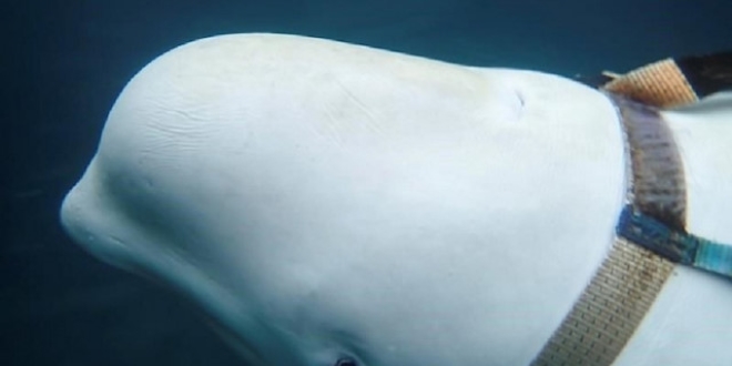Beyaz balina Rus casusu olabilir
