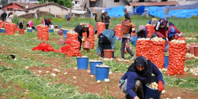 Kuru soğan tarlada kilosu 1,5 liradan satılıyor