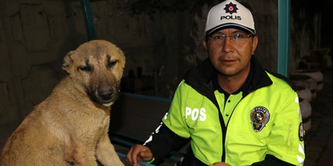 Yaralı köpeğe polis sahip çıktı