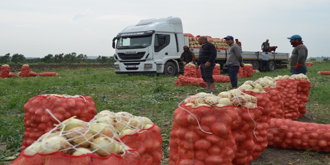 Soğan tarlada 1, sofrada 6 lira