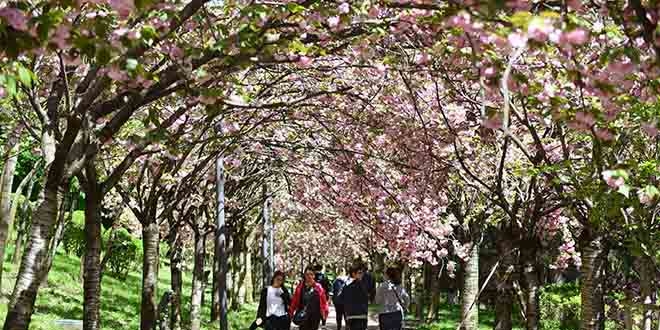 Başkent pembe renge büründü