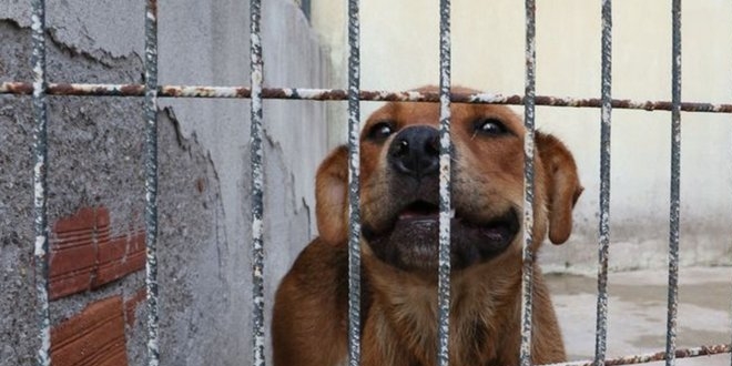 Sokak köpeğine şiddete 6 bin lira ceza