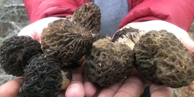 Piknikte tesadüfen bulundu, fiyatı cep yakıyor