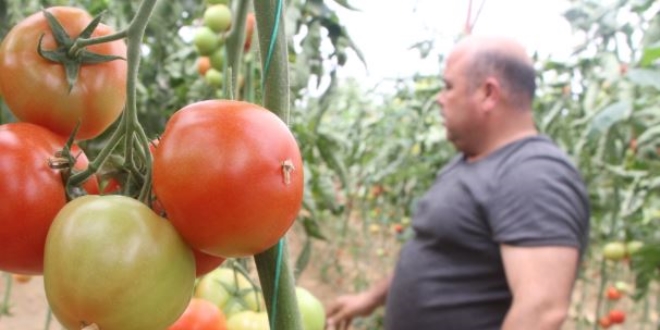 Domates fiyatları üreticinin yüzünü güldürdü