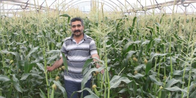 Antalyalı çiftçi serasında ezber bozdu