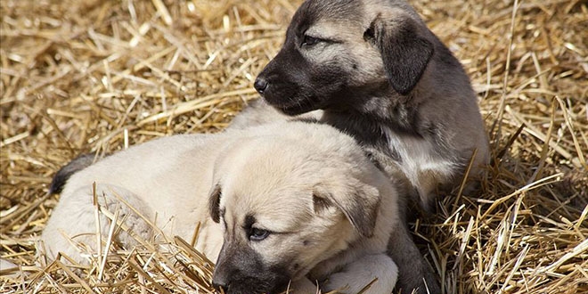 Kangal ve akbaş genlerine özel koruma