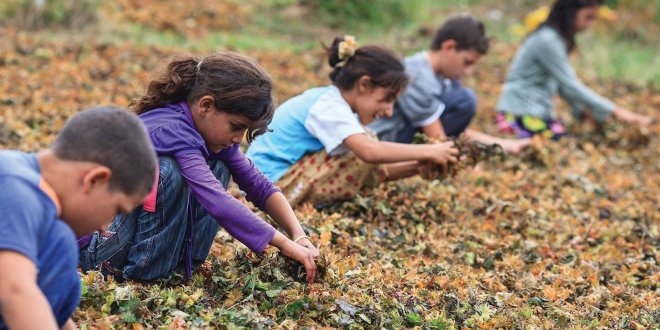 'Kız çocuk işçi sayısı tarım sektöründe yüzde 58'