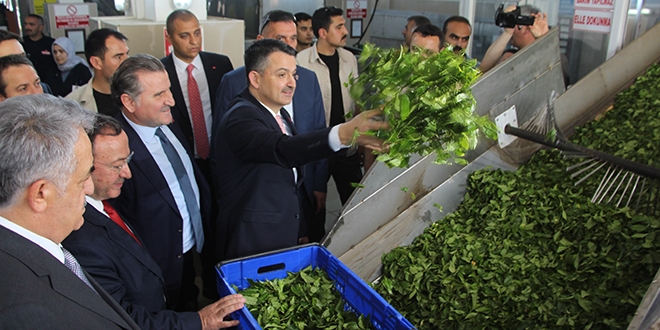 Bakan Pakdemirli Rize'de çay fabrikalarını gezdi