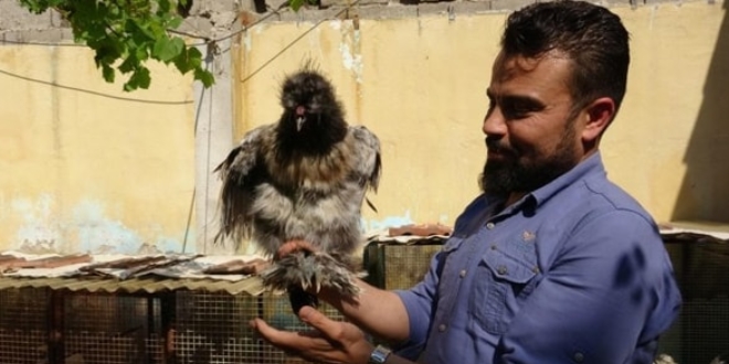 Süs tavuğu ve horozu merakı gelir kapısı oldu
