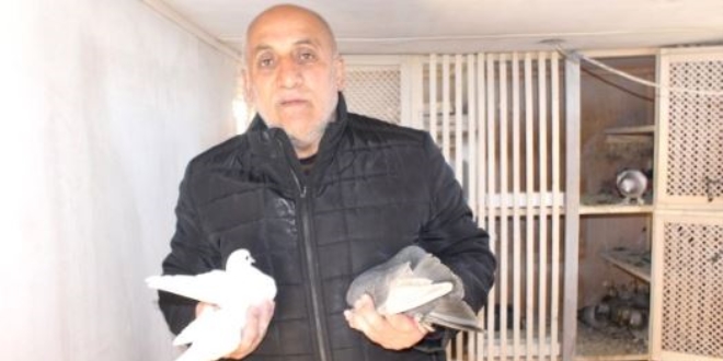 Salonda 'boksör' arazide 'güvercin' yetiştiriyor