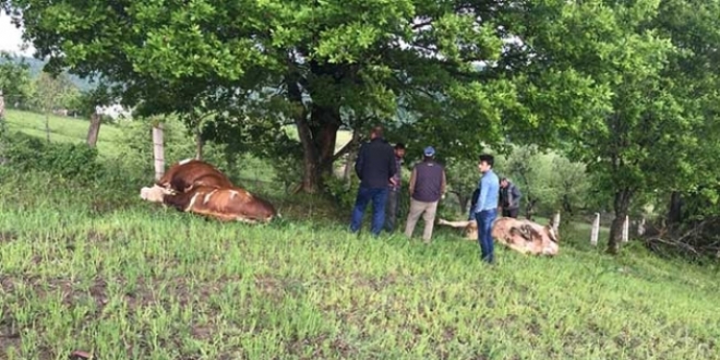 Bursa'da büyükbaş hayvanların üzerine yıldırım düştü