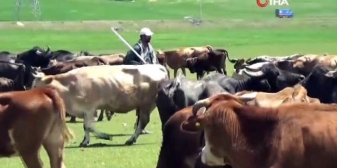 Üniversite mezunu çoban, hayvanlara bakarken KPSS'ye hazırlanıyor