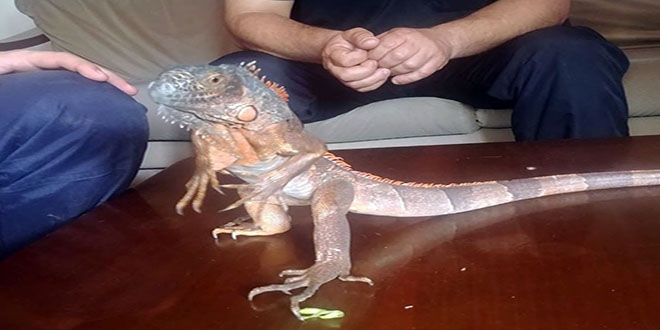 Caminin deposundan iguana çıktı