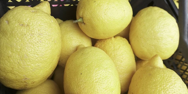 Narenciye ihracatını limon sırtladı