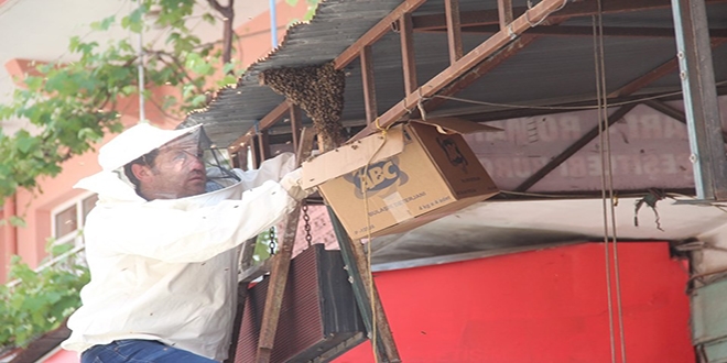 Arılar ilçe merkezine girdi, esnaf kepenk kapattı