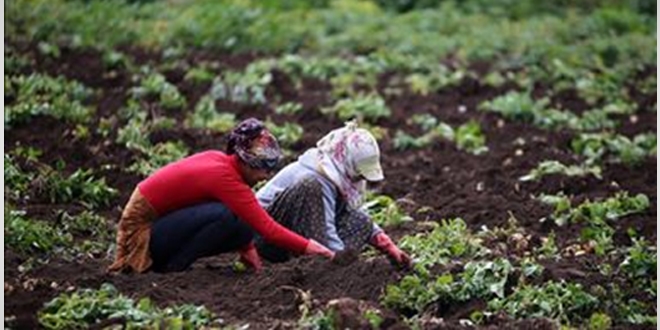 Yerli tohum satana, neden ceza uygulanmaya baland?