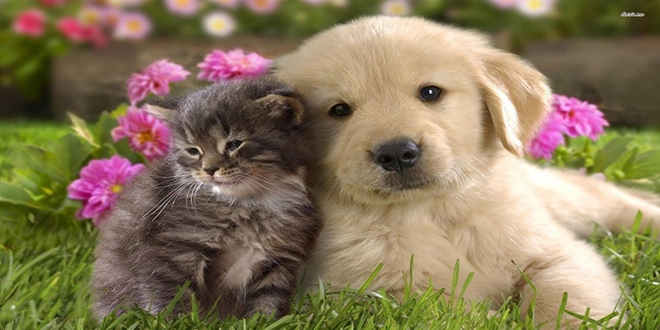 Köpek ve kedi sahiplerine çip takma zorunluluğu geliyor