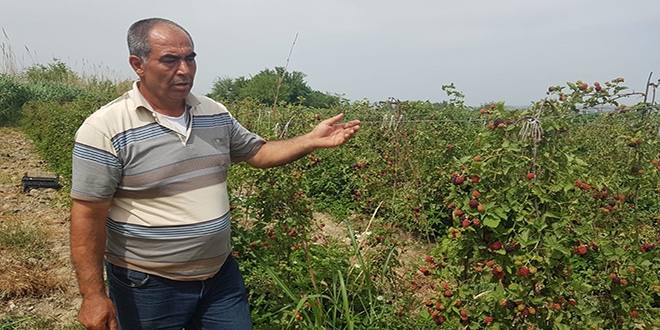 İzlediği belgeselden etkilenip böğürtlen ekti, siparişlere yetişemiyor
