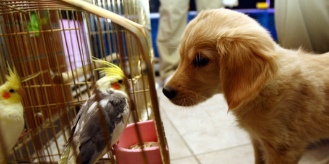 Petshoplarda iki aydan küçük hayvan satılamayacak