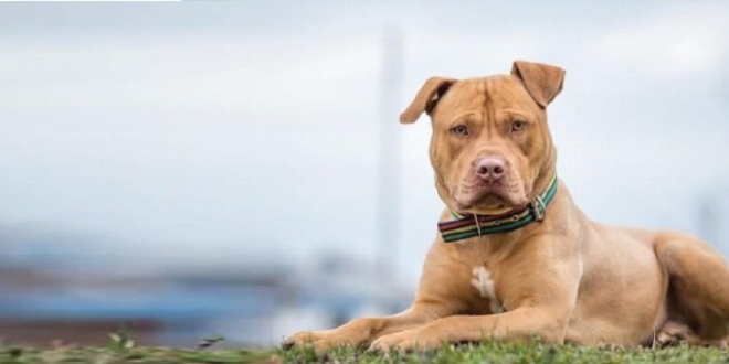 TBMM'ye tartışılacak teklif: Pitbull'lar sokağa çıkabilmeli!