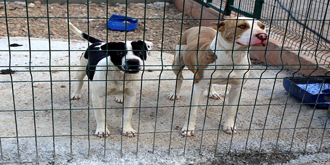 Pitbull besleyen 2 kişiye para cezası