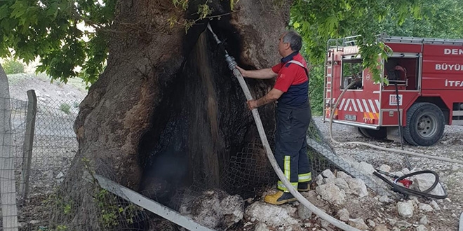 Asırların deviremediği çınarı ateşe verdiler