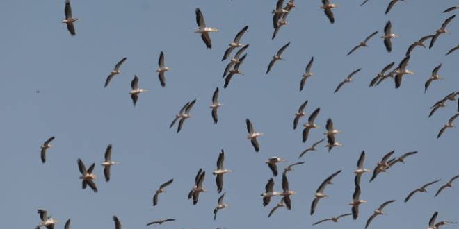 Ak pelikanlarn gkyzndeki dans havadan grntlendi