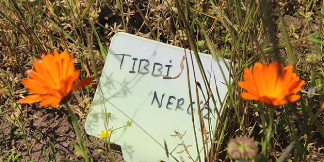 İlaç sanayi için tıbbi çiçek üretiyorlar