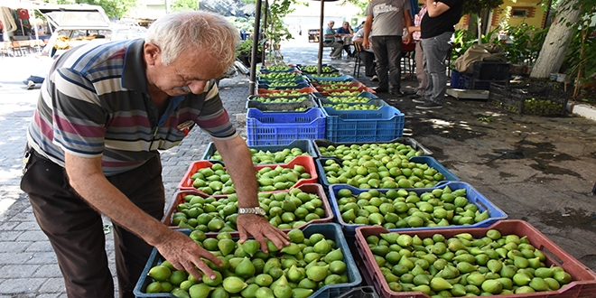 İncirde ilekleme dönemi başladı