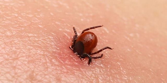 'Kene bir seferde çıkarılmalı'